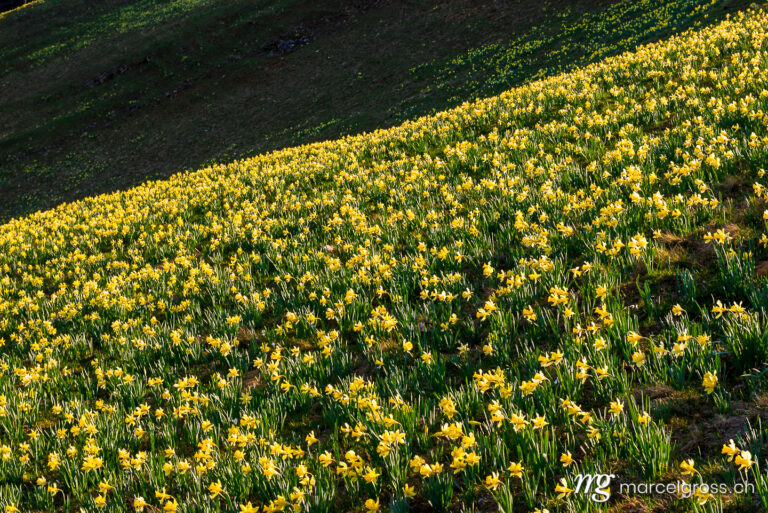 . natural field full of Narcissus jonquilla. Marcel Gross Photography