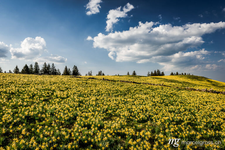 Jura Bilder. yellow daffodil field in the Swiss Jura. Marcel Gross Photography