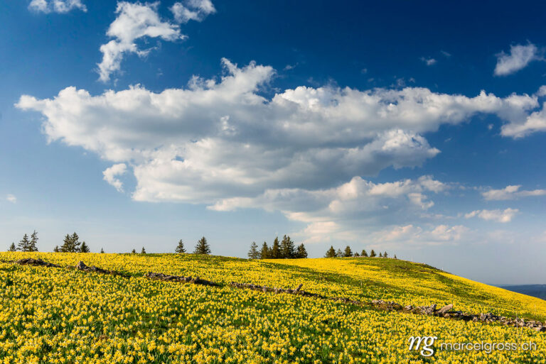 . yellow daffodil field in the Swiss Jura. Marcel Gross Photography