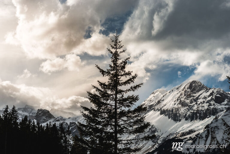 . a fir tree in winter in the Bernese Alps. Marcel Gross Photography