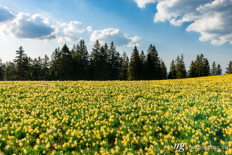 . a field full of yellow flowers with forest in the background. Marcel Gross Photography