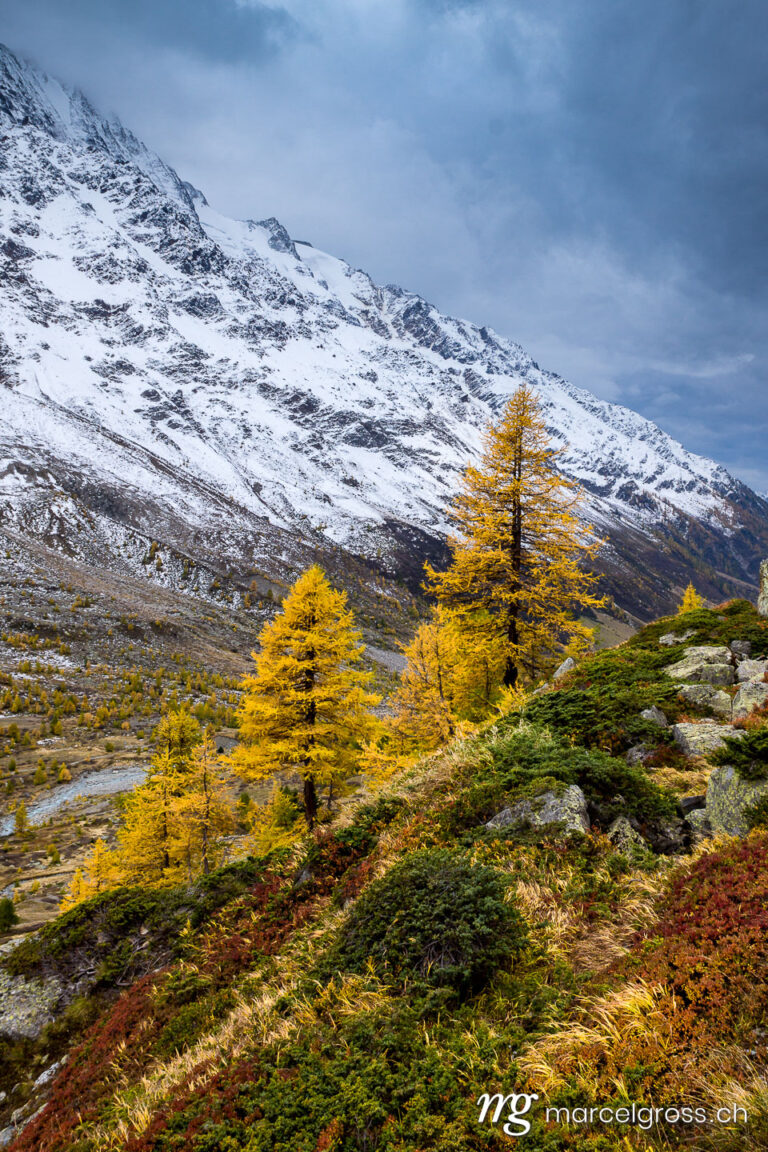 . yellow larches in autumn in Lötschental, Valais. Marcel Gross Photography