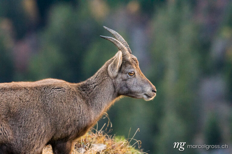 Steinbock Bilder. portrait of a young ibex in the Bernese Alps. Marcel Gross Photography