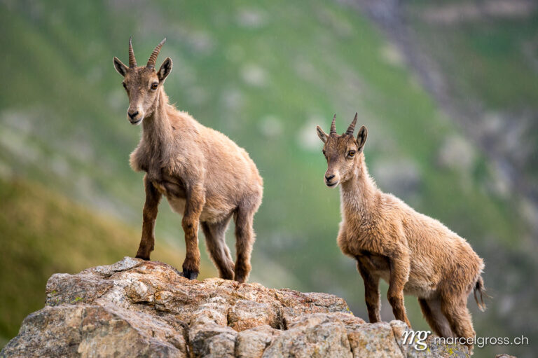 Steinbock Bilder. two young ibex in the Bernese Alps. Marcel Gross Photography