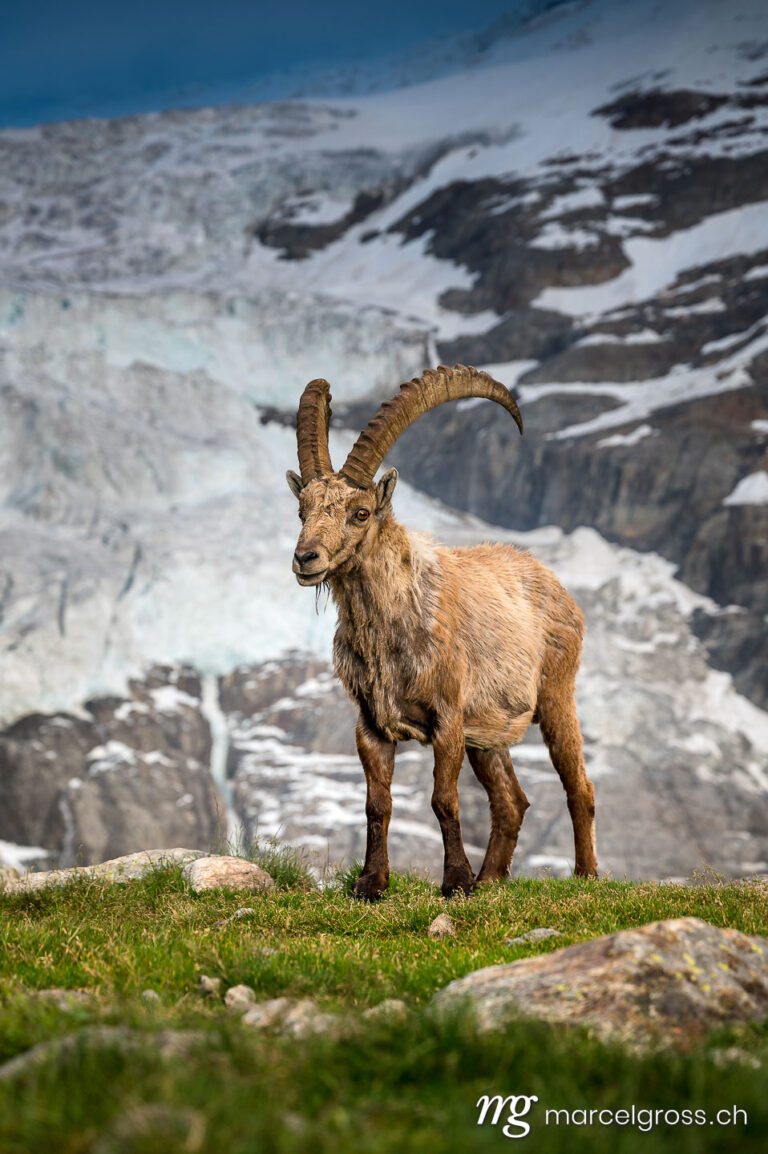 Steinbock Bilder. male ibex in front of glacier at sunset in the bernese alps. Marcel Gross Photography