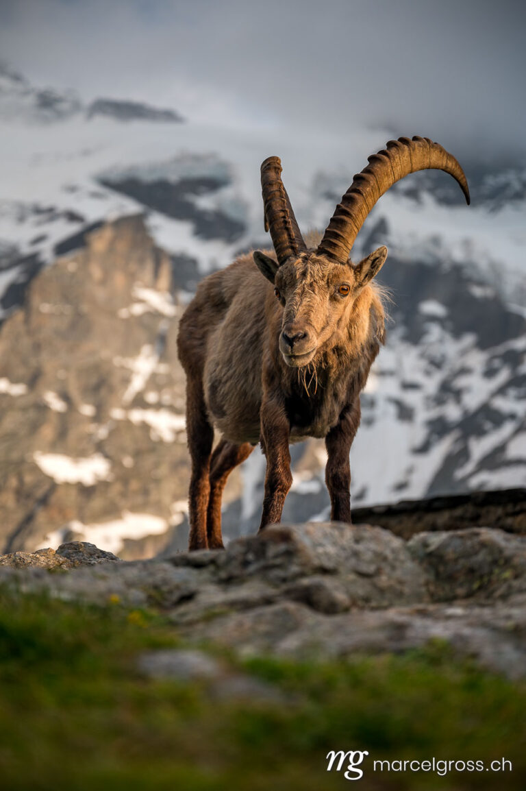 Steinbock Bilder. impressive male ibex in the bernese alps. Marcel Gross Photography