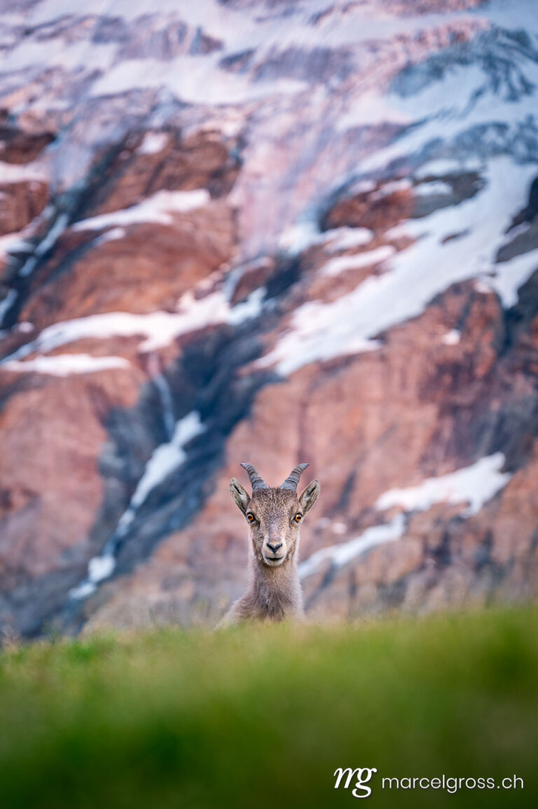 Steinbock Bilder. a curious ibex fawn in the bernese alps. Marcel Gross Photography