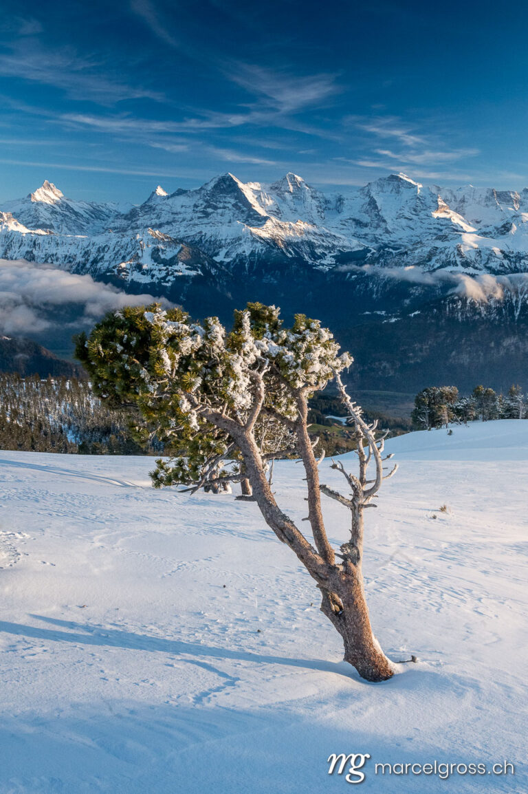 . a fir trees in the Bernese Alps with Eiger, Mönch and Jungfrau in winter. Marcel Gross Photography