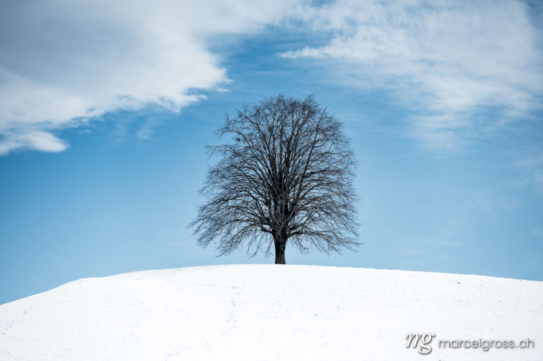 . Baum auf schneebedecktem Emmentaler Hügel. Marcel Gross Photography