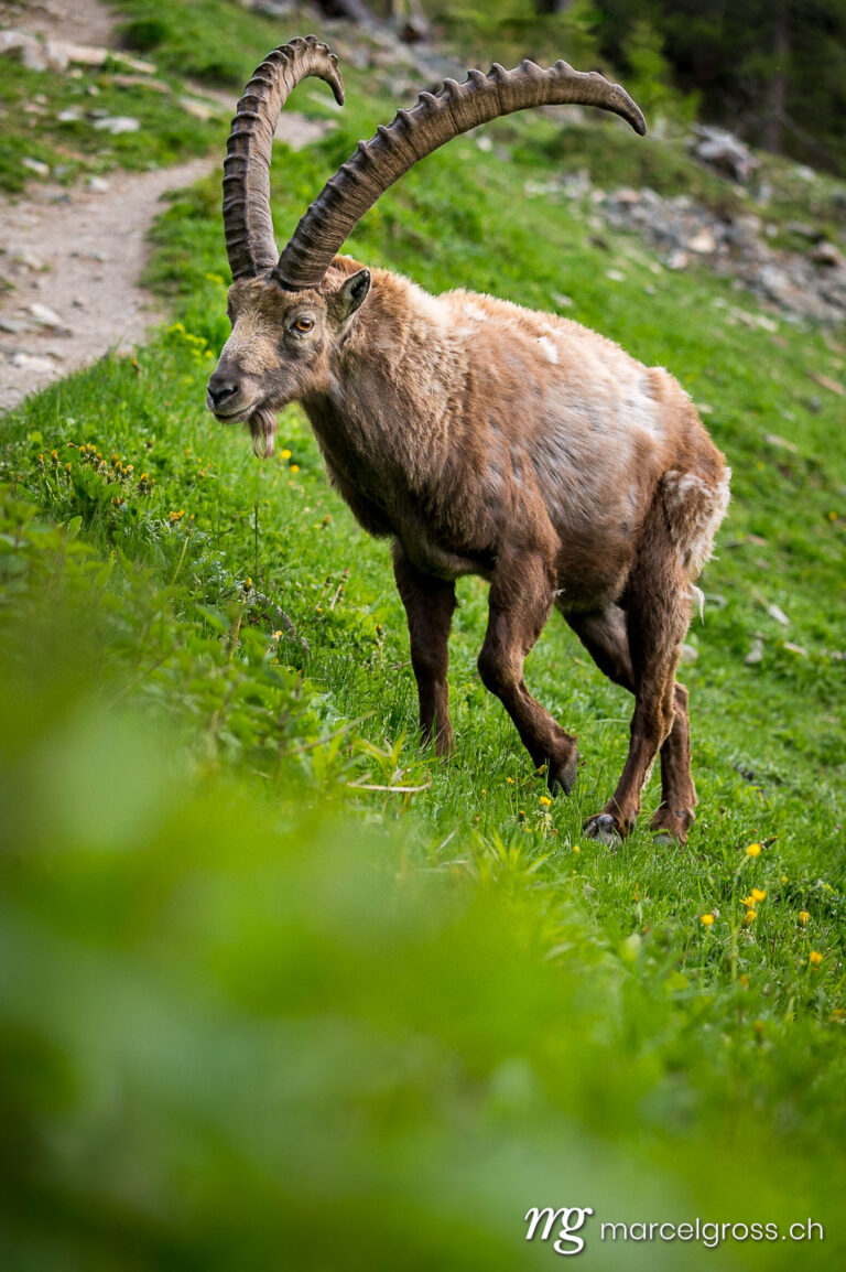 Capricorn pictures. Encountering a wild male alpine ibex while hiking in the Engadin. Marcel Gross Photography