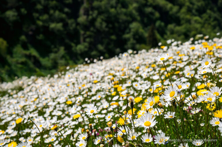 dense wildflower field with margarites in the Unteralptal near Andermatt in spring. Taken by Marcel Gross Photography