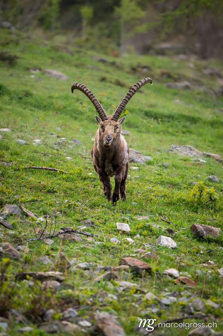 Capricorn pictures. accommodating, impressive ibex in the Engadin. Marcel Gross Photography