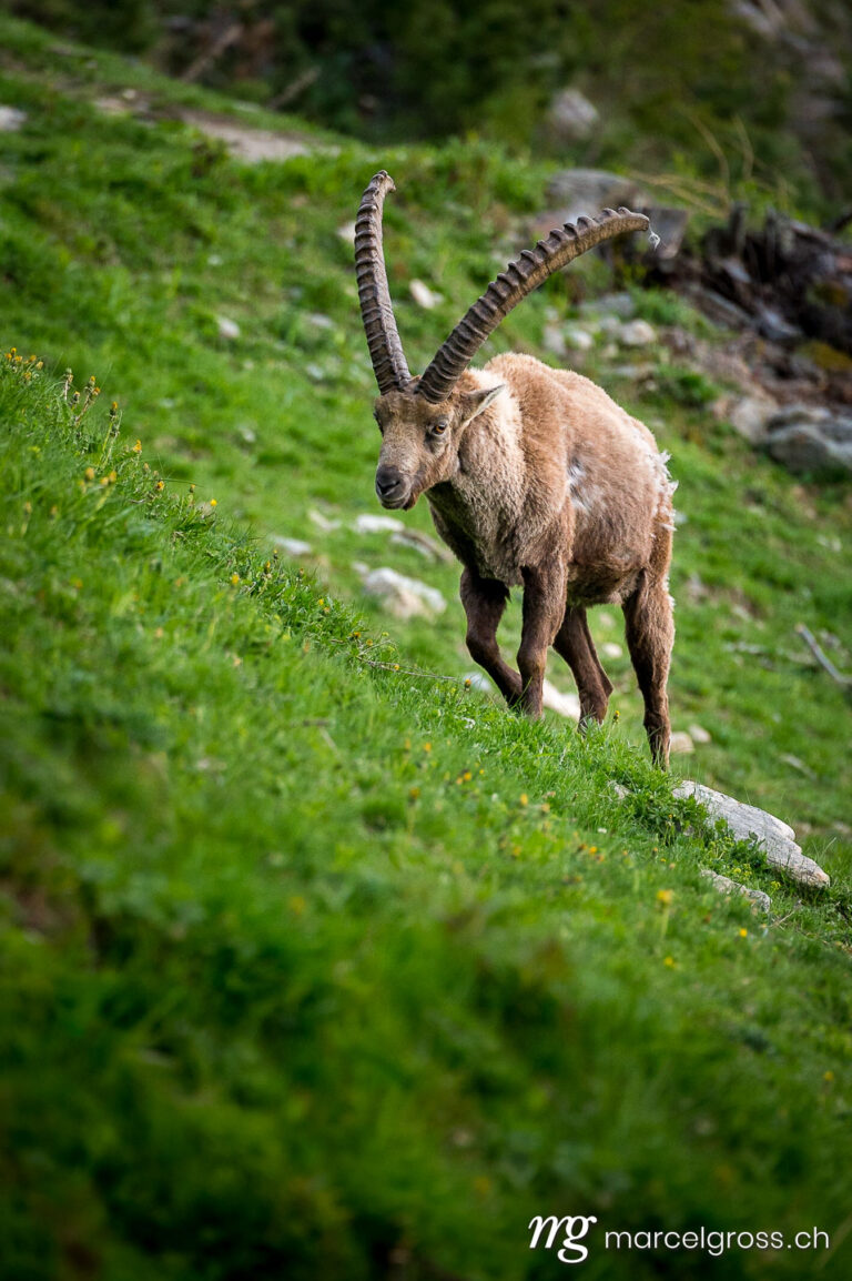 Capricorn pictures. oncoming male alpine ibex on a slope in the Engadin. Marcel Gross Photography