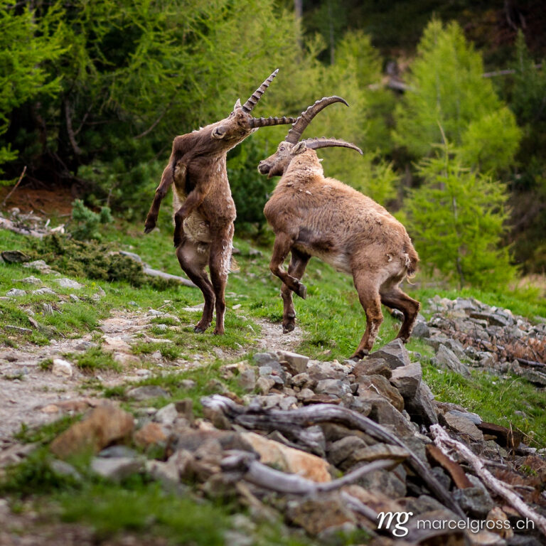 Steinbock Bilder. fighting subadult male ibexes on a hiking path in Engadine. Marcel Gross Photography