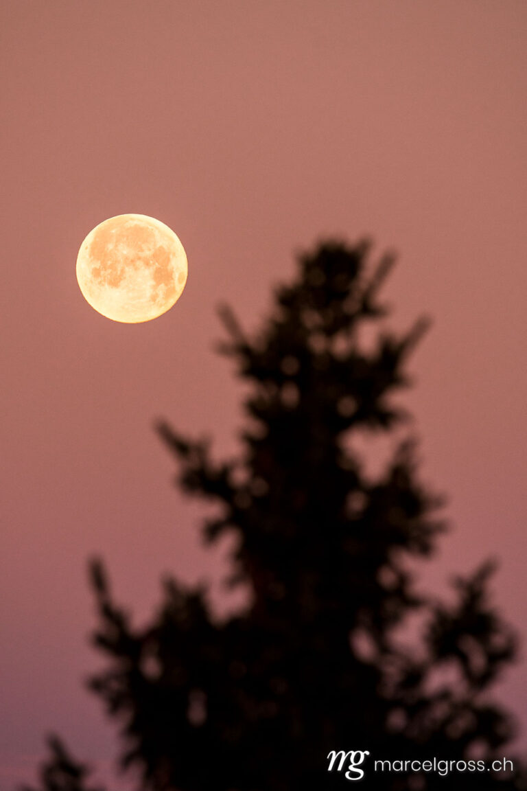 . fullmoon at dusk in a red sky with the silhouette of a fir tree. Marcel Gross Photography