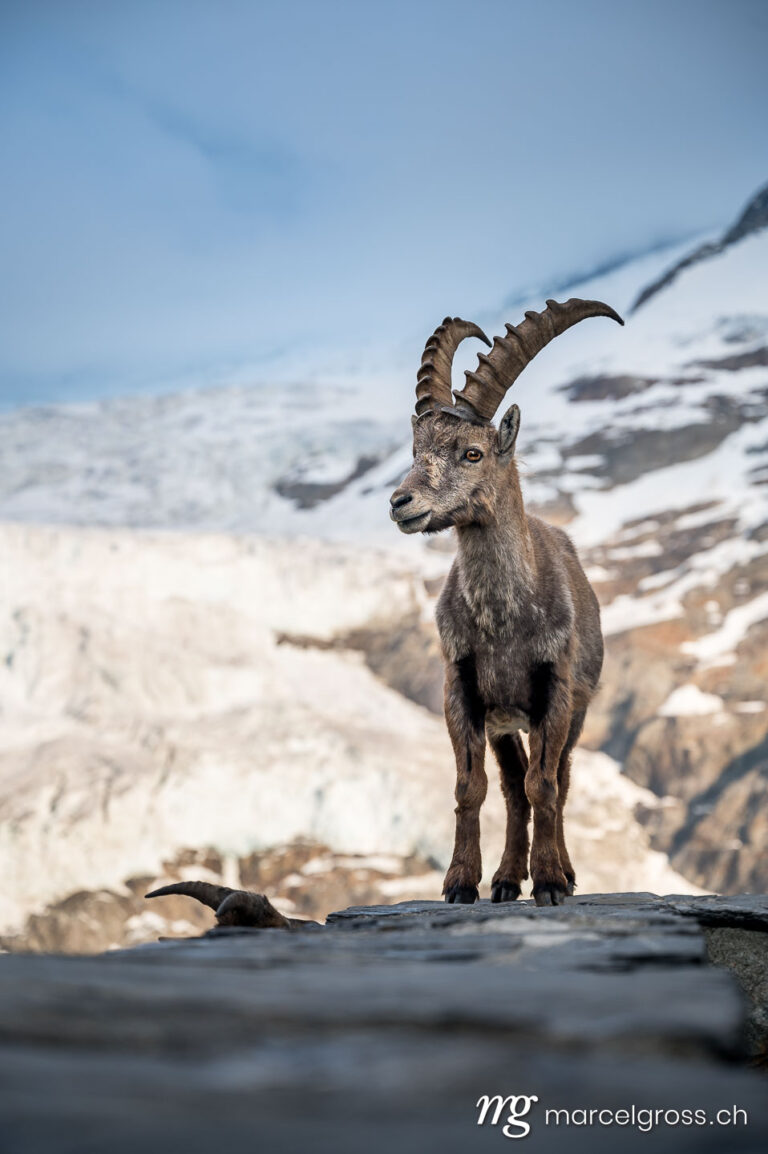 Capricorn pictures. Group of alpine ibex in front of a glacier, Grindelwald. Marcel Gross Photography