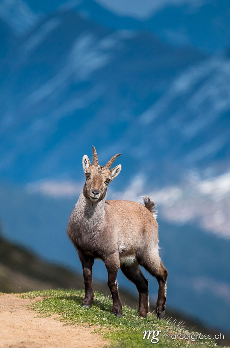Steinbock Bilder. handsome young ibex in front of an alpine ridge in the Bernese Alps. Marcel Gross Photography