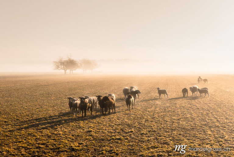 . herd of sheep on a misty meadow, switzerland. Marcel Gross Photography