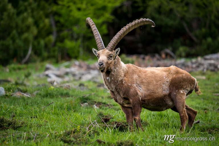 Capricorn pictures. impressive alpine ibex in the swiss alps. Marcel Gross Photography
