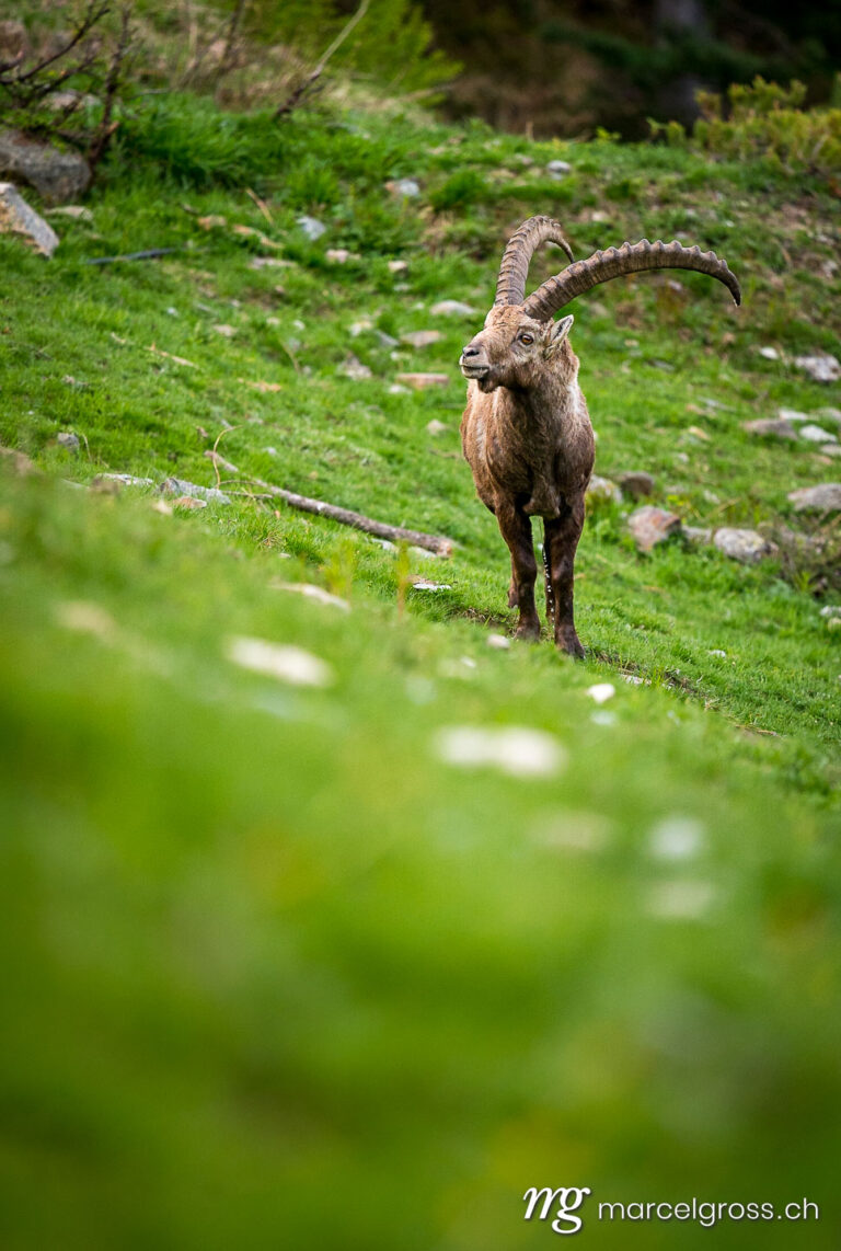 Steinbock Bilder. impressive male ibex in Engadine. Marcel Gross Photography