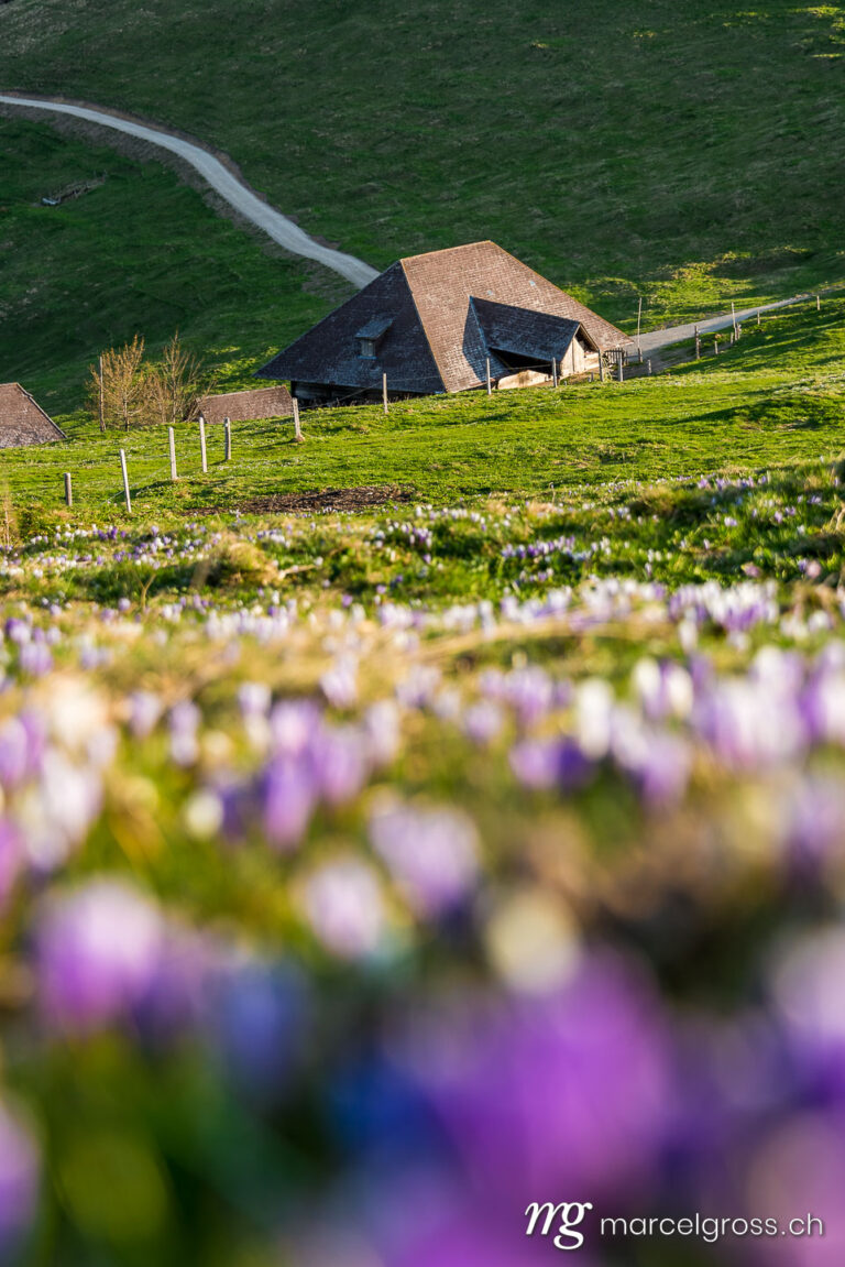 Spring pictures Switzerland. Crocus blossom on the Rämisgümmen, Emmental. Marcel Gross Photography