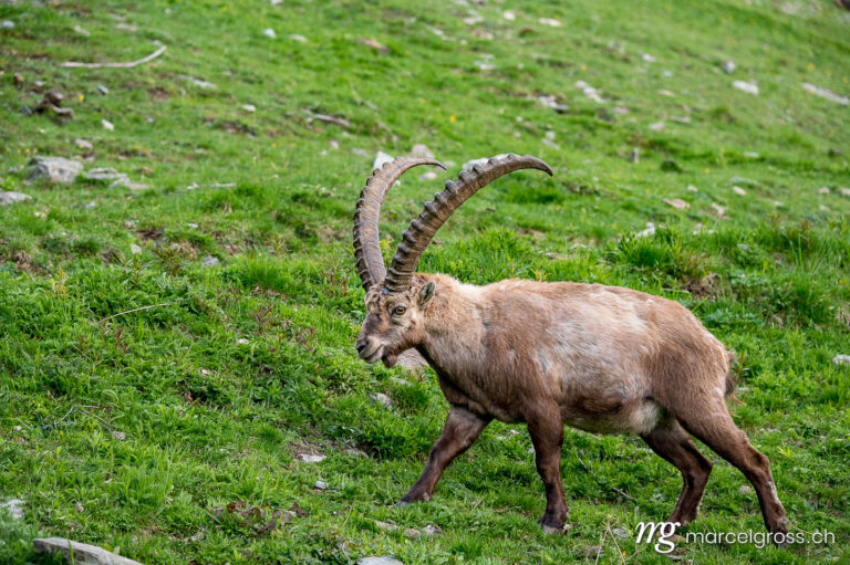 Capricorn pictures. male alpine ibex on meadow in Engadin. Marcel Gross Photography