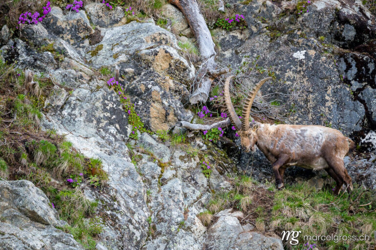 Capricorn pictures. male ibex in rock face near Pontresina. Marcel Gross Photography