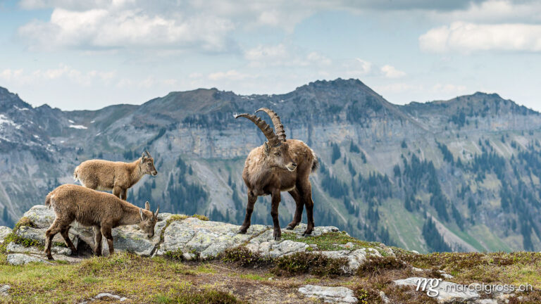 Capricorn pictures. Male ibex with cubs. Marcel Gross Photography
