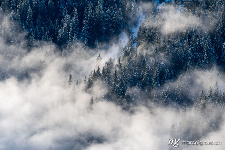 . misty winter forest in clouds in the swiss alps. Marcel Gross Photography