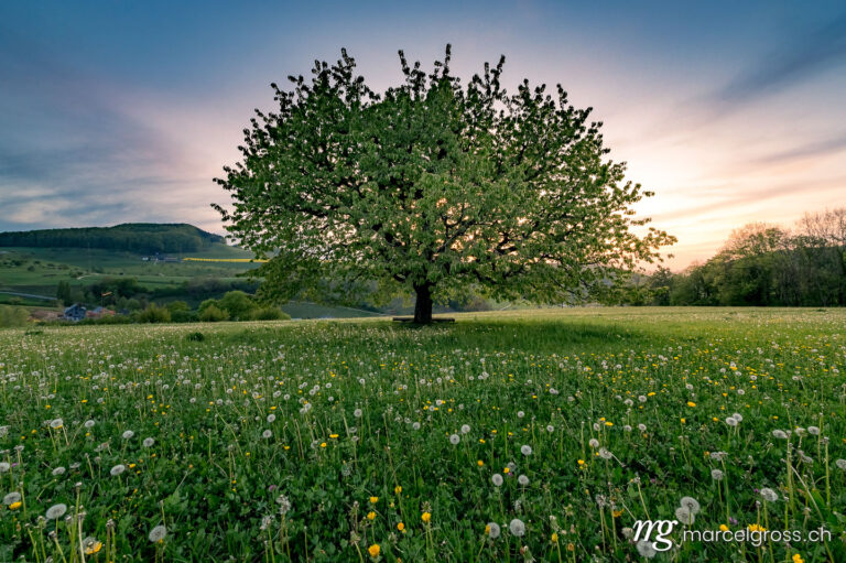Frühlingsbilder Schweiz. perfectly scaped spring tree in meadow. Marcel Gross Photography