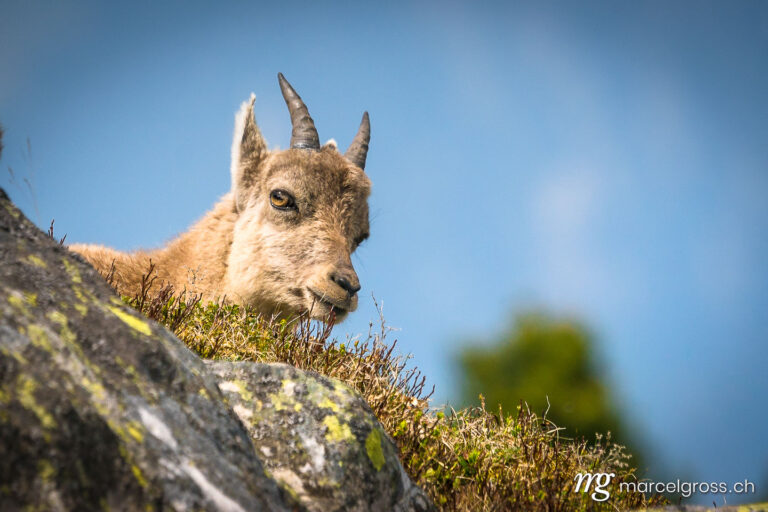 Capricorn pictures. Portrait of a young ibex. Marcel Gross Photography