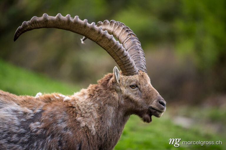 Portrait of a male Alpine Ibex on a slope in the Engadine. Taken by Marcel Gross Photography