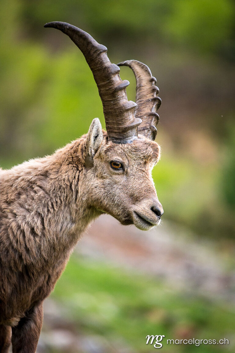 Capricorn pictures. portrait of a young male ibex in Engadine. Marcel Gross Photography