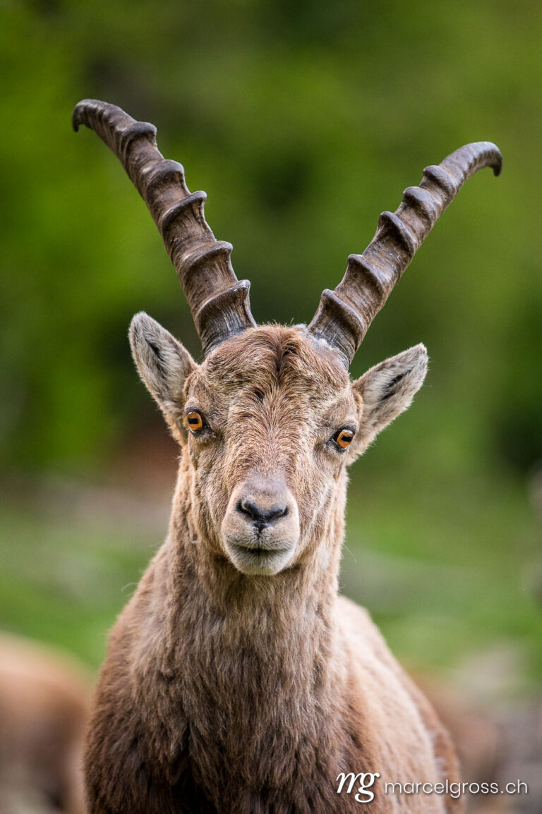 portrait of a young male ibex in Engadine. Taken by Marcel Gross Photography
