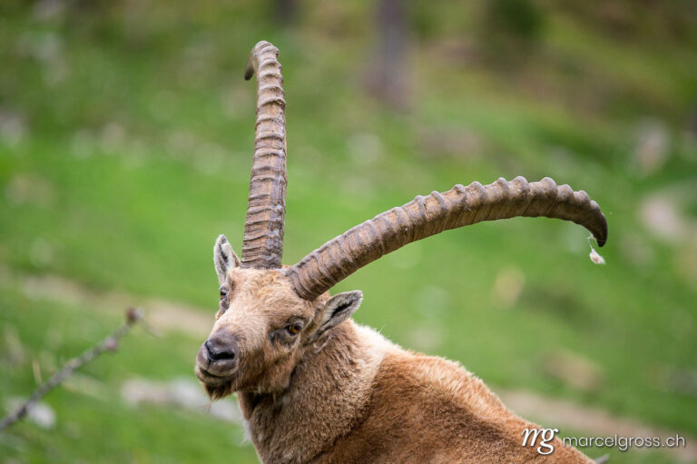 Steinbock Bilder. portrait of an impressive male ibex in Engadine. Marcel Gross Photography