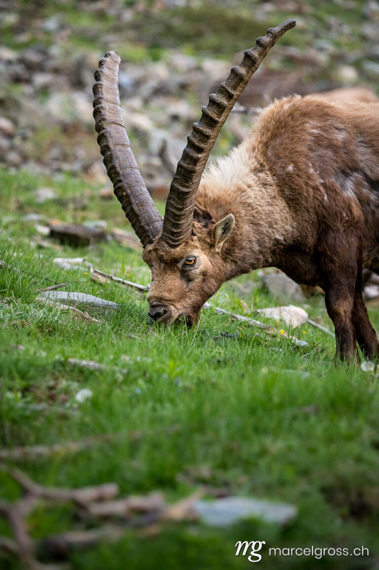 Capricorn pictures. Portrait of feeding male alpine ibex on slope in Engadin. Marcel Gross Photography