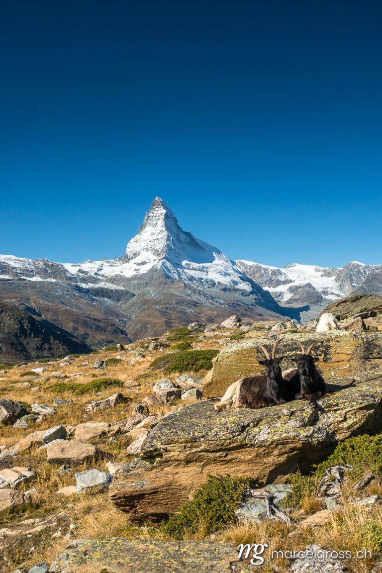 . Schwarzhalsziegen vor Matterhorn, Zermatt. Marcel Gross Photography