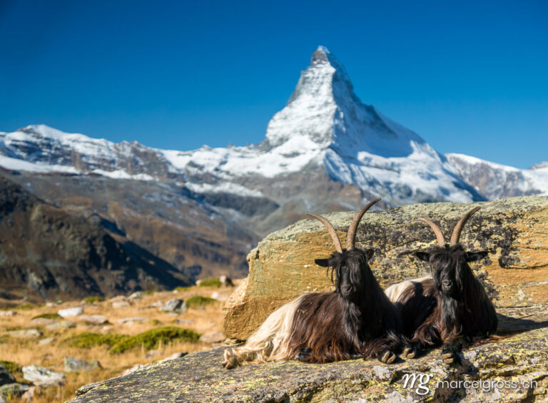 . Black-necked goats in front of Matterhorn, Zermatt. Marcel Gross Photography