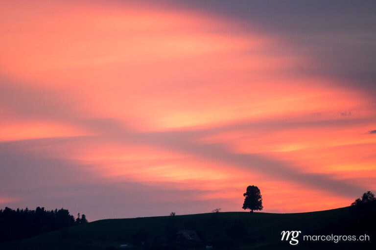 . Silhouette von einer Linde auf Emmentaler Hügel während einem Sonnenuntergang. Marcel Gross Photography