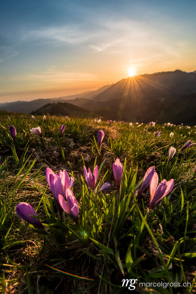 Frühlingsbilder Schweiz. Sonnenaufgang im Frühling auf dem Rämisgümmen während der Krokusblüte, Emmental. Marcel Gross Photography