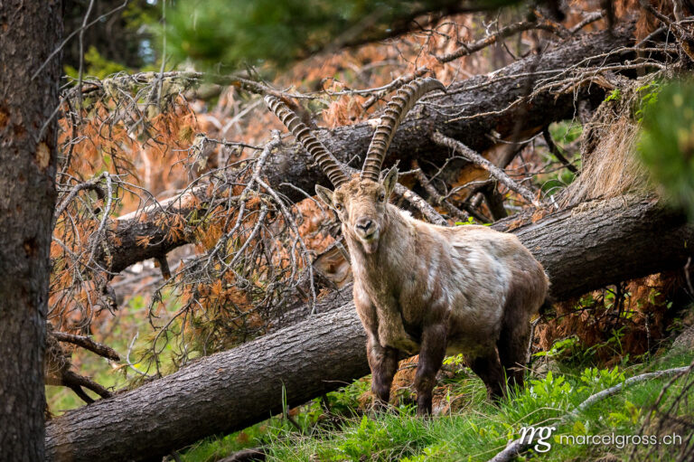 Capricorn pictures. handsome male alpine ibex in the Engadin. Marcel Gross Photography