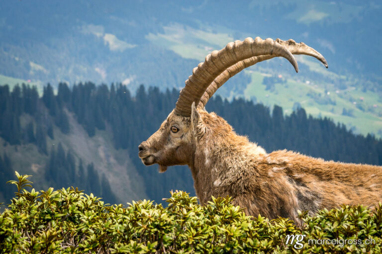 Capricorn pictures. stately ibex, the king of the Alps. Marcel Gross Photography