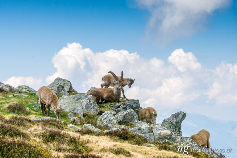 Capricorn pictures. Capricorn family in the Swiss Alps. Marcel Gross Photography
