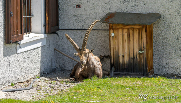 Capricorn pictures. Ibex like guard dog in front of Refugio Stella, Grand Paradiso National Park. Marcel Gross Photography