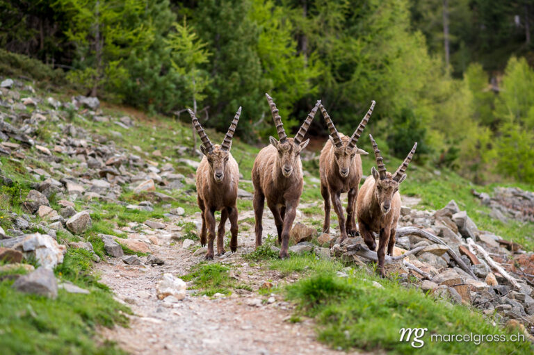 Capricorn pictures. subadult male ibexes on a hiking path in Engadine. Marcel Gross Photography