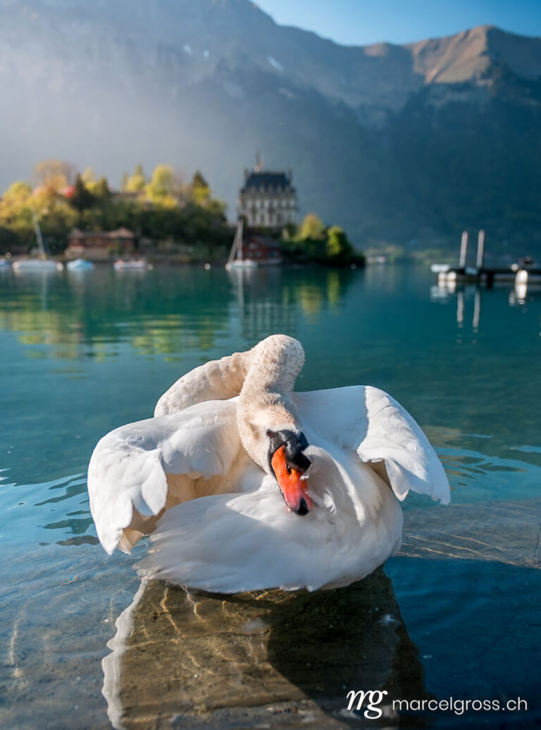 Swan cleaning his feathers in Lake Brienz in front of Schloss Seeburg, Iseltwald. Taken by Marcel Gross Photography