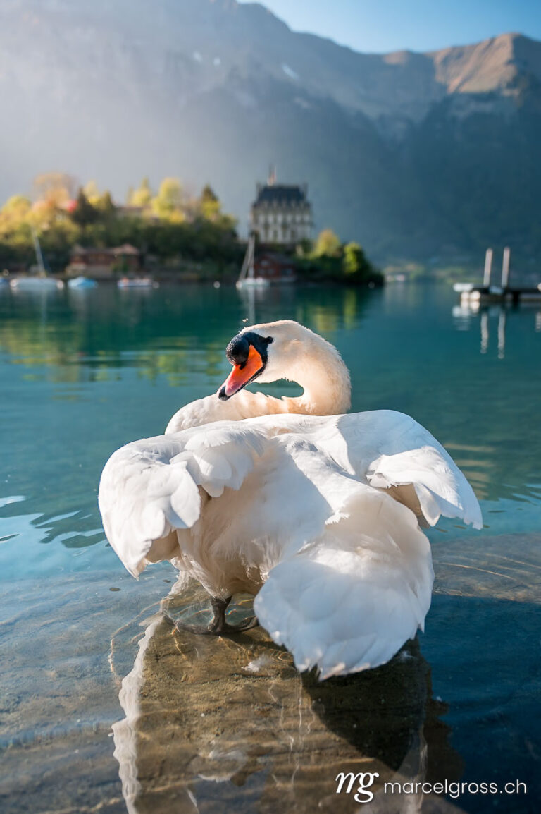Swan cleaning his feathers in Lake Brienz in front of Schloss Seeburg, Iseltwald. Taken by Marcel Gross Photography