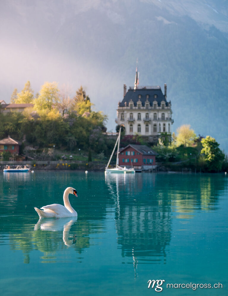 . Swan swimming in Lake Brienz in front of Schloss Seeburg, Iseltwald. Marcel Gross Photography
