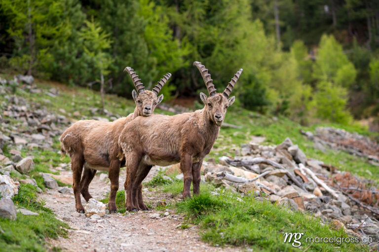 Capricorn pictures. two cute subadult ibexes on the hiking trail looking towards the camera. Marcel Gross Photography
