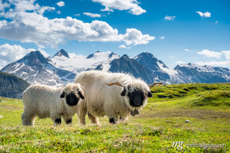 . Valais Blacknose sheep on Nufenenpass in the Valais Alps. Marcel Gross Photography